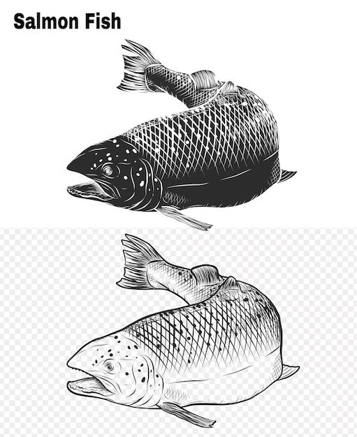 Vector de peces salmón a mano