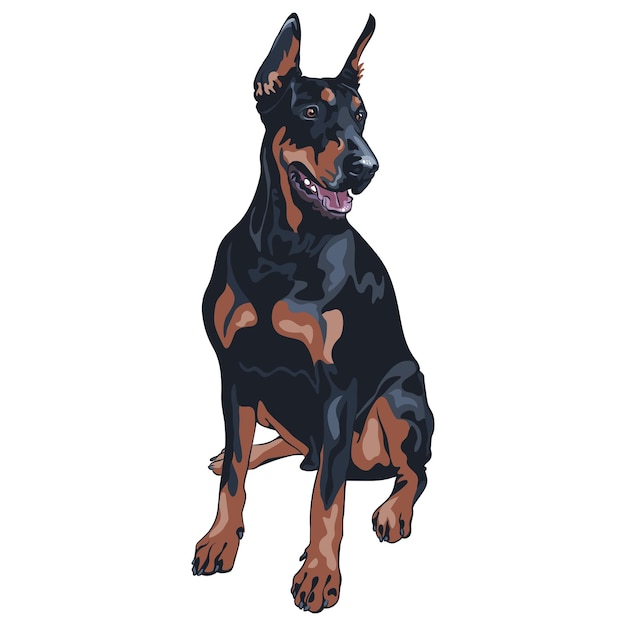 Vector perro negro doberman pinscher raza sentado