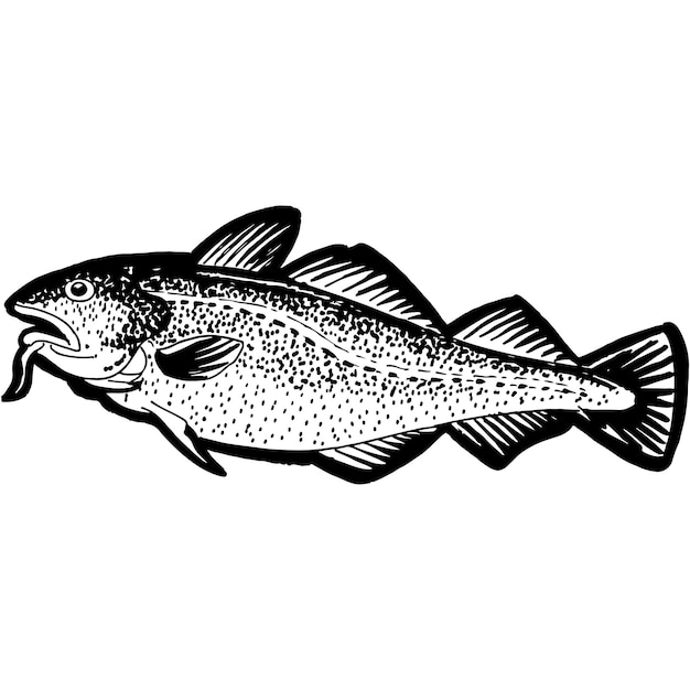 Vector de pescado de bacalao bosquejado a mano