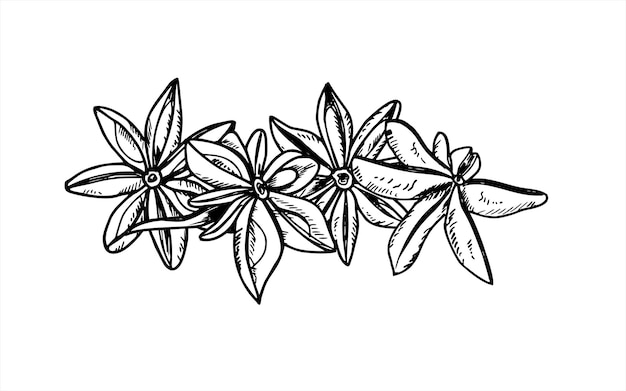 Vector de pilas de semillas de anís en blanco y negro dibujo monocromo montón de badian seco ilustración aislada dibujo de grabado de condimentos aromáticos para la decoración del menú tienda de especias bebida navideña