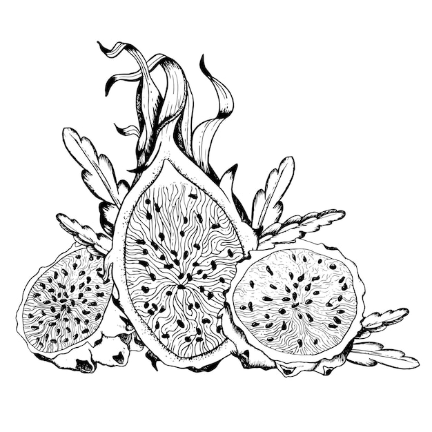 Vector Pitaya mitida rebanadas hojas de cactus boceto ilustración para libro de colorear dibujo de fruta de dragón