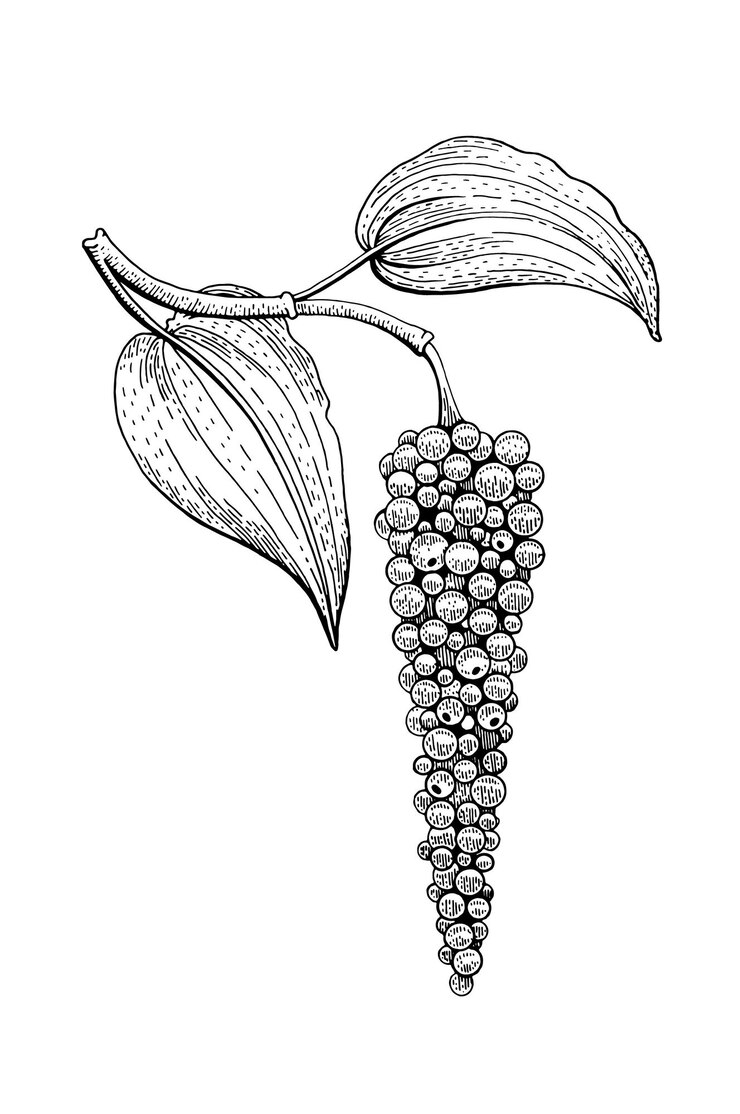 Vector vector de planta de pimienta negra ilustración vintage de grano de pimienta boceto de especias planta de pimienta negra de línea