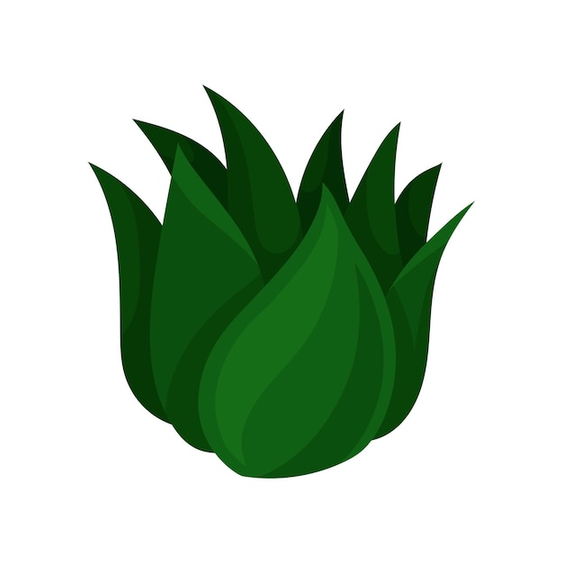 Vector de planta suculenta hermosa y sin pretensiones ilustración sobre un fondo blanco