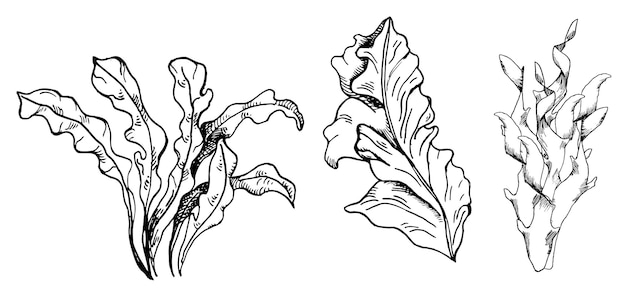 Vector plantas marinas rosadas ilustración dibujada a mano con tinta aislada sobre fondo blanco porfiria laminaria roja algas marinas línea blanca negra elemento de diseño para la etiqueta del paquete envoltura colección marina