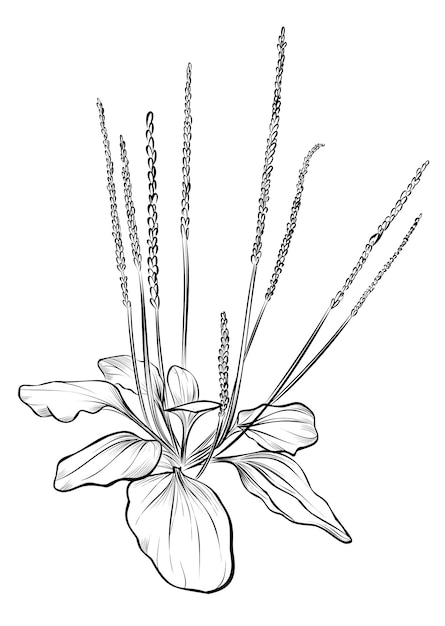 Vector de plantas de plátano dibujado a mano