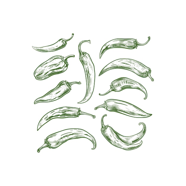 Vector de plantillas de diseño de grabado de chile