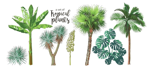 Vector vector plátanos tropicales palmeras monstera yuca hoja frutas follaje colección ilustración vintage realista