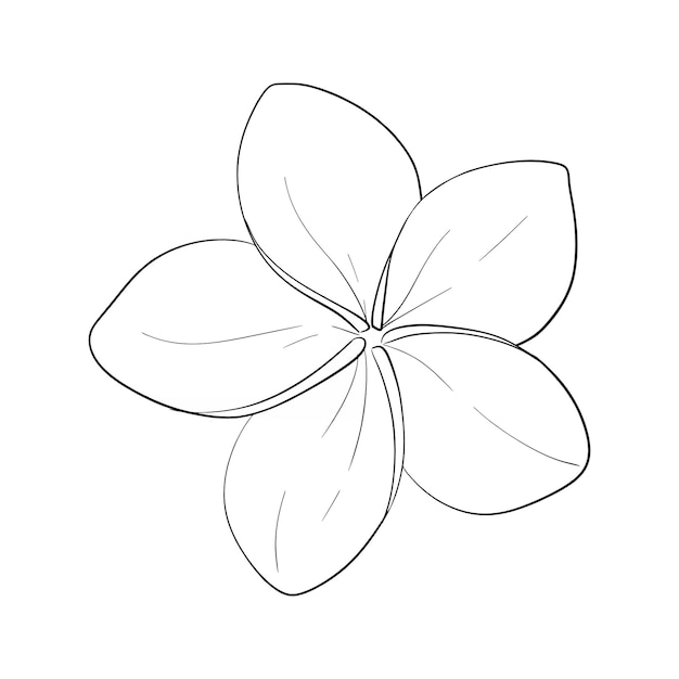 Vector plumeria flor tropical exótica frangipani flor ilustración gráfica dibujada a mano