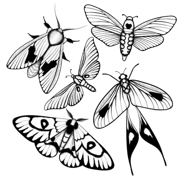 Vector polilla símbolo místico Brujería signos alquímicos ocultos Mariposa polilla vintage estilo grabado