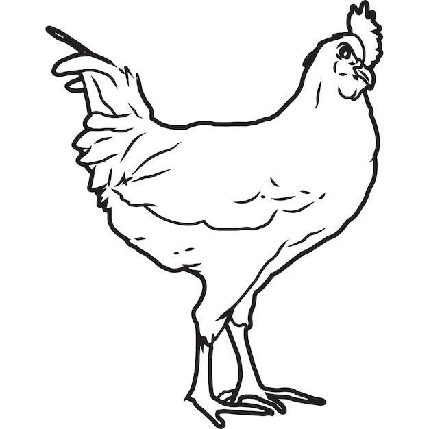 Vector vector de pollo leghorn dibujado a mano bosquejado a mano