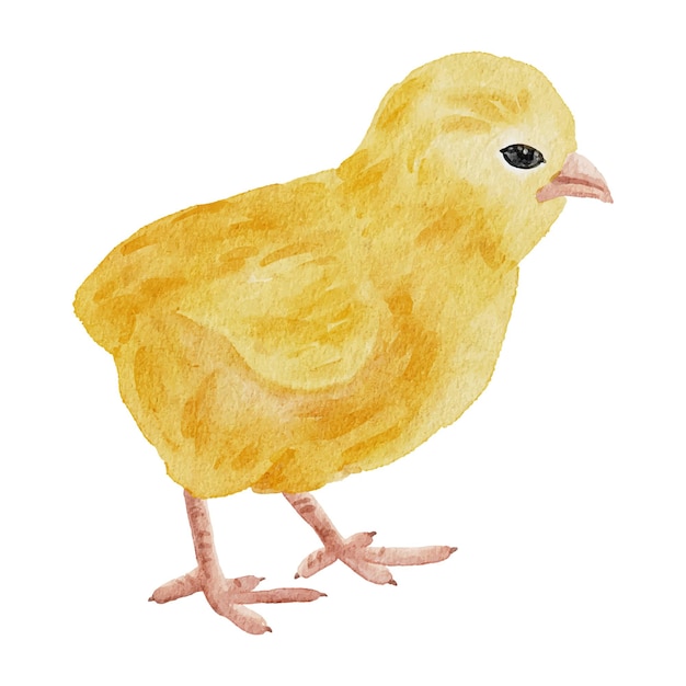 Vector de pollos acuarela