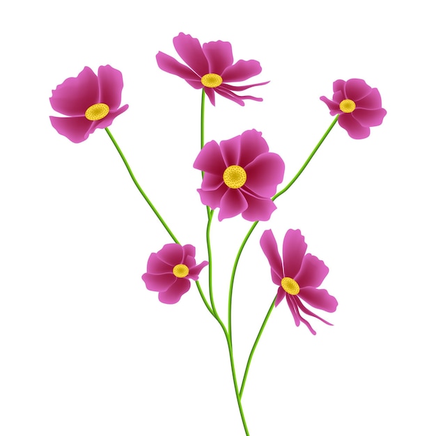 Vector vector premium hermosas flores rosadas del cosmos sobre fondo blanco