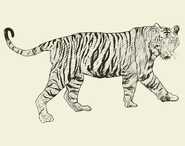 Vector premium I dibujo a mano de tigre grabado vintage linocuto ouline