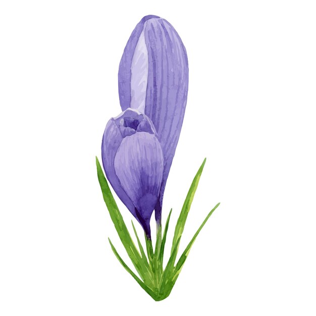 Vector púrpura crocus flores de primavera acuarela pintada a mano ilustración floral decoración de Pascua