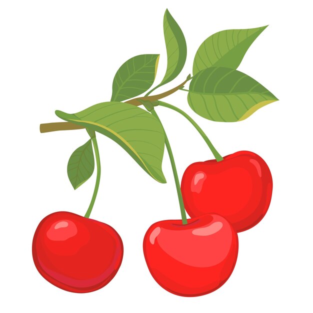 Vector rama de cereza dibujada a mano con bayas y hojas Ilustración de estilo plano para el embalaje de jugo de mermelada Alimentos saludables Estilo de dibujos animados