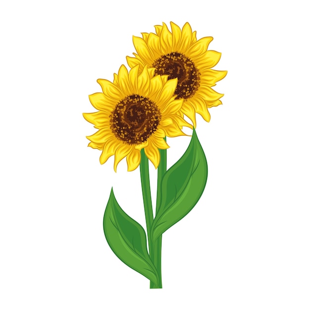 Vector de ramos de girasoles detallados y realistas