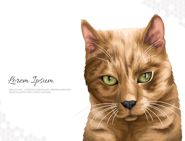 Vector raza de gato tabby naranja