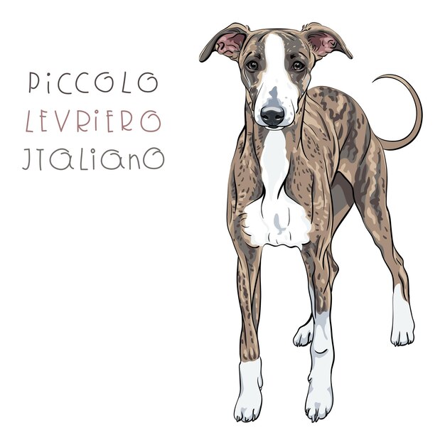 Vector vector de raza de perro galgo italiano