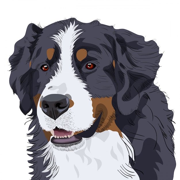 Vector vector raza de perro de montaña de bernese