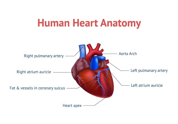 Vector realista detallado del cartel de la tarjeta del corazón de la anatomía humana 3d