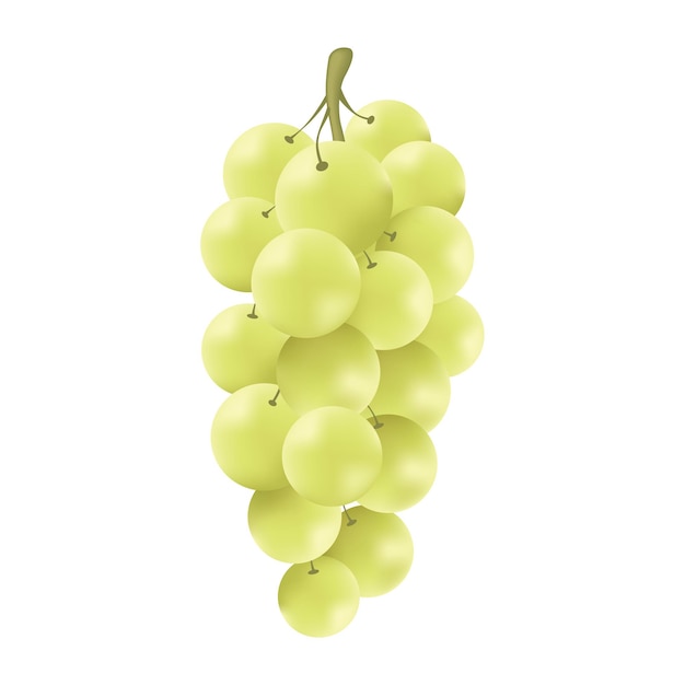 Vector vector realista de uva blanca aislado sobre fondo blanco