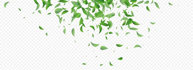 Vector de remolino de follaje verde panorámico transparente