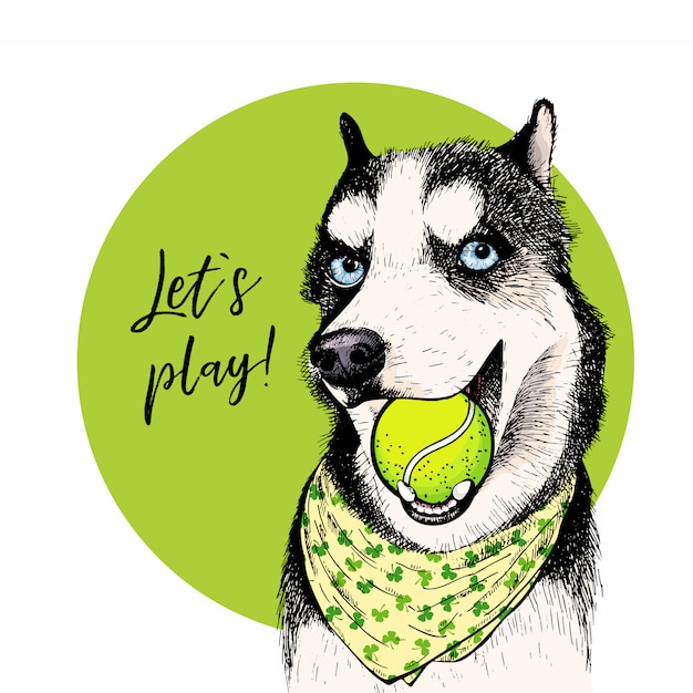 Vector vector el retrato del perro del perro esquimal siberiano con la pelota de tenis.