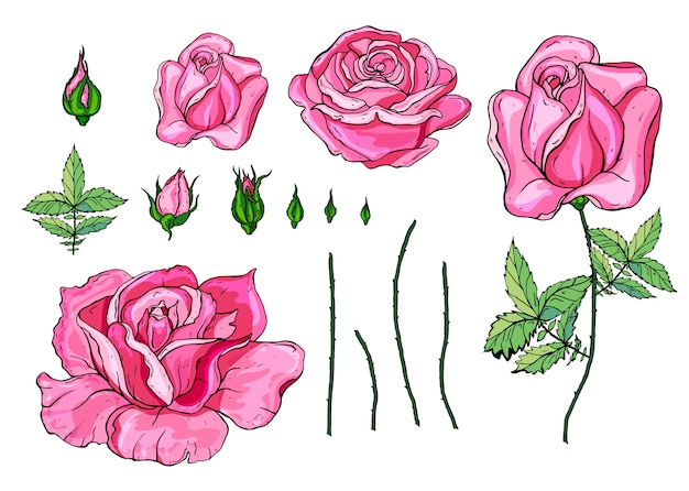 Vector rosa rosas y verde deja conjunto de elementos