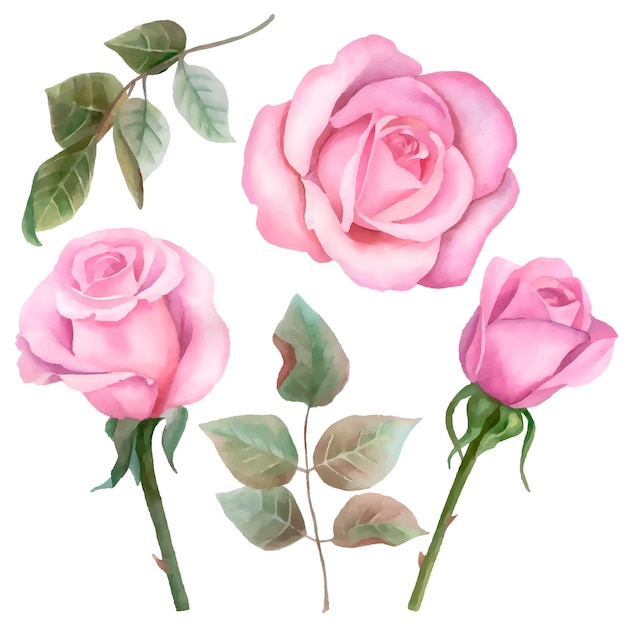 Vector vector rosas y hojas ilustración floral aislado sobre fondo blanco.