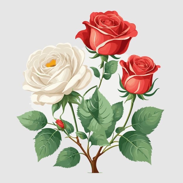 Vector vector de rosas sobre fondo blanco