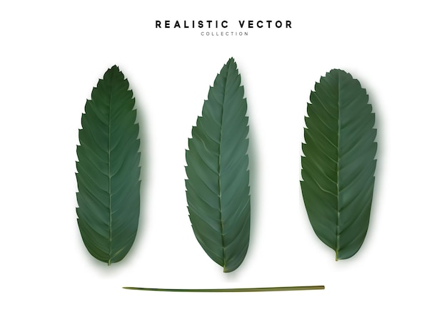 Vector sale del árbol realista. Color verde.