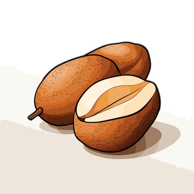 Vector vector de sapodilla sobre fondo blanco