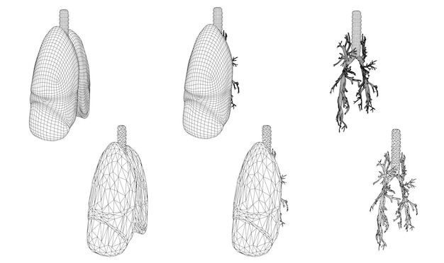 Vector set 3D pulmones y bronquios Aislado sobre fondo blanco Elemento para diseño médico
