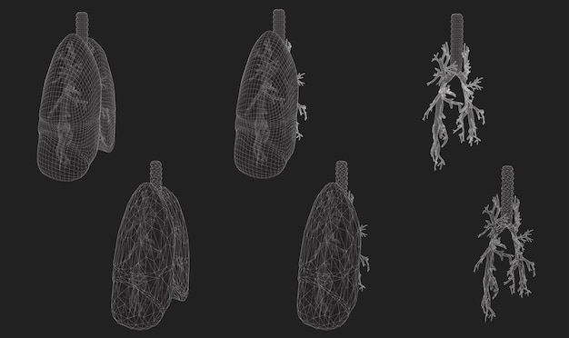 Vector vector set 3d pulmones y bronquios aislado sobre fondo blanco elemento para diseño médico