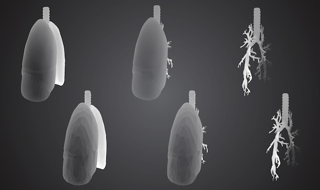Vector set 3D pulmones y bronquios Aislado sobre fondo blanco Elemento para diseño médico