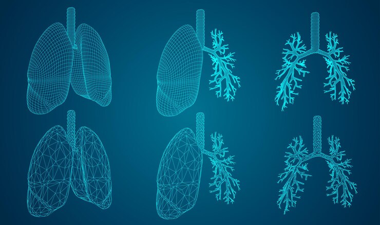 Vector vector set 3d pulmones y bronquios sobre fondo de color elemento para diseño médico