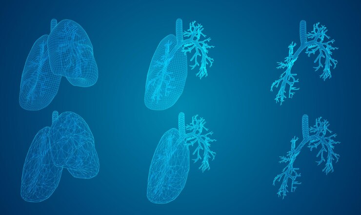 Vector vector set pulmones y bronquios elementos 3d para diseño