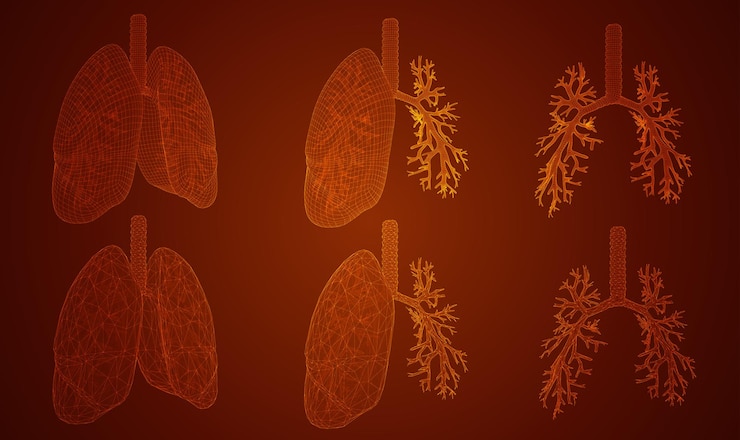 Vector vector set pulmones y bronquios elementos 3d para diseño
