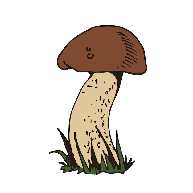 Vector de setas forestales dibujado a mano por Porcino Porcini