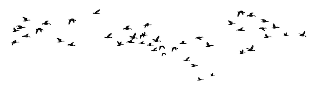 Vector de silueta de las aves en vuelo bandada de aves en vuelo