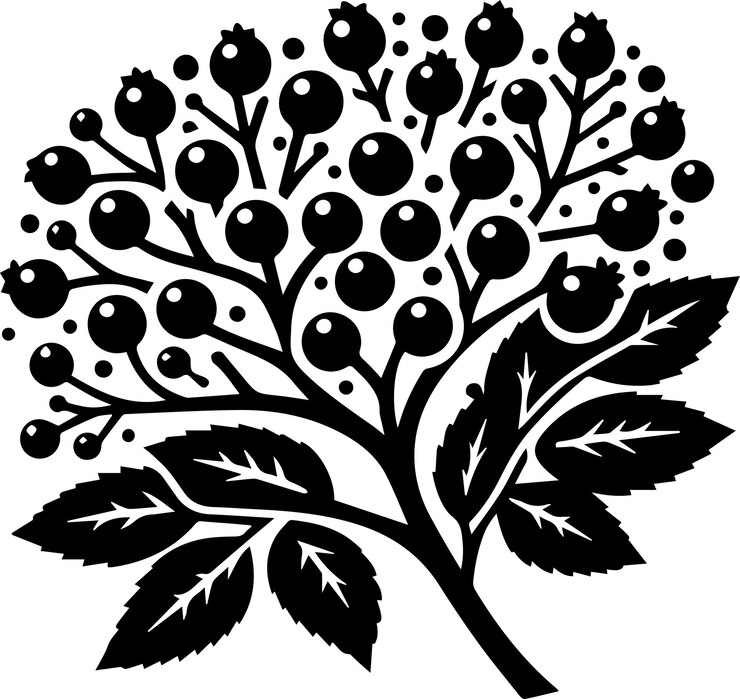 Vector vector de silueta de frutas de albaricoque silueta de color negro