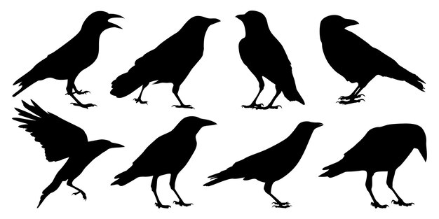 Vector de siluetas de cuervo o cuervo volador