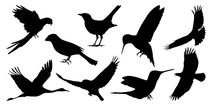 Vector de siluetas de pájaros voladores y sentados