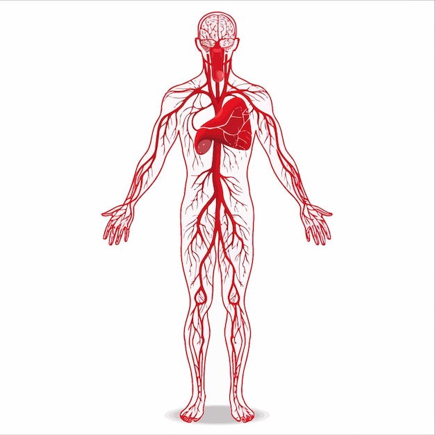 Vector vector del sistema circulatorio humano