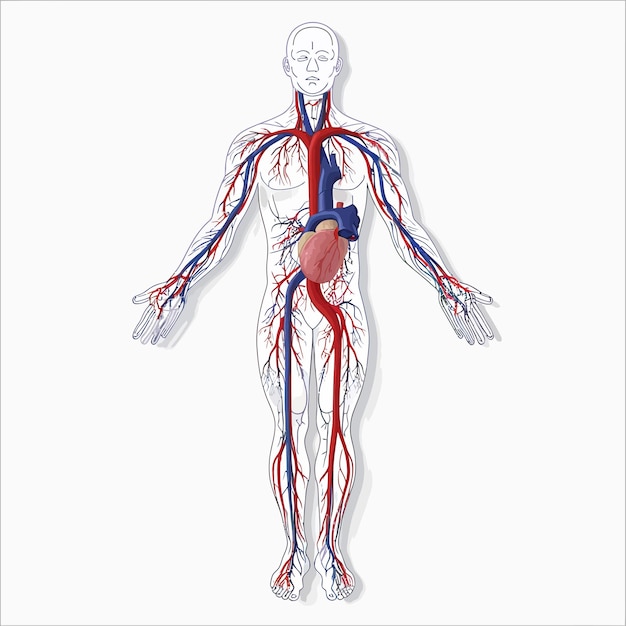 Vector vector del sistema circulatorio humano
