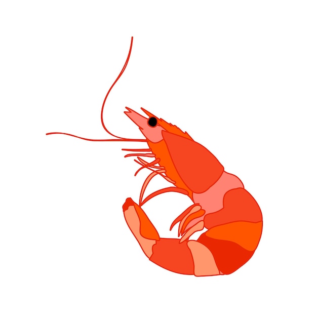 Vector sobre fondo blanco comida de camarones naranja
