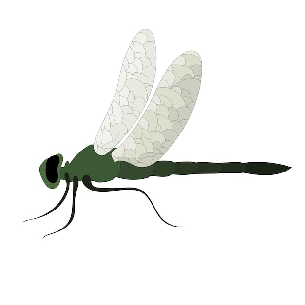 Vector vector sobre un fondo blanco insecto libélula verde