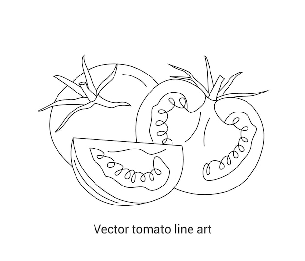 Vector de tomate dibujado a mano dibujo de línea continua