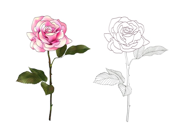 Vector de trabajo de línea de arte de tatuaje de rosa dibujado a mano