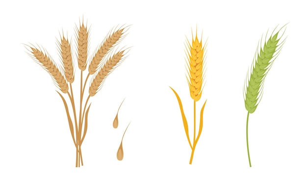 Vector de trigo Ramo de orejas de trigo clip art Ilustración de granos enteros secos Agricultura de la cosecha de cereales